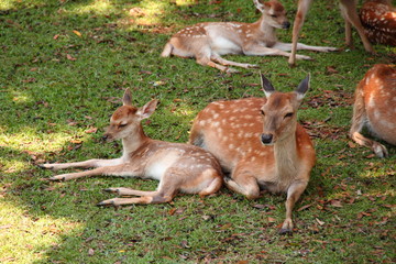Fototapeta premium 鹿の親子12