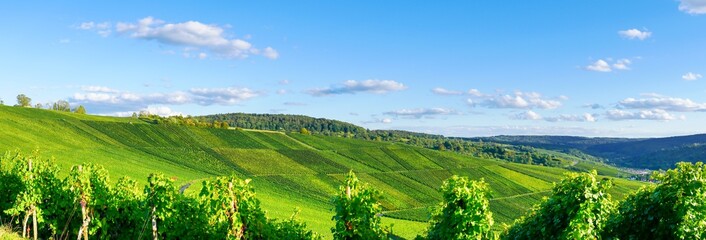 Panorama Weinberge