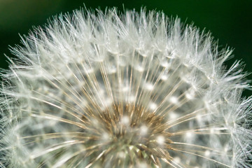 Obraz premium Wünsch dir was ! - Make a wish !