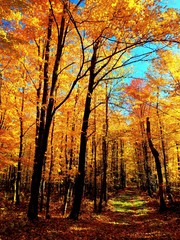 Obraz premium Minnesota Fall