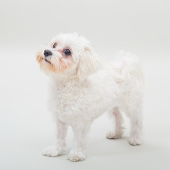Portrait of cute female maltese dog on gray background.