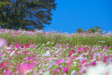 コスモスと木立