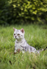 Naklejka na ściany i meble Kitty on the grass