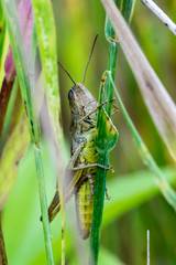 Grasshopper 1