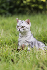Kitty on the grass
