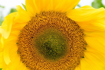 Obraz premium Sunflowers closeup in Georgia