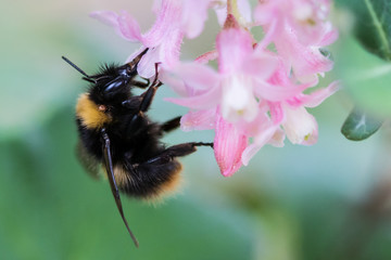 Bumblebee