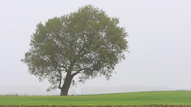 Laubbaum auf der Wiese