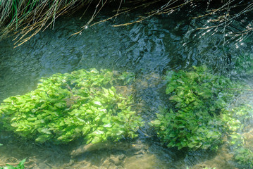 aquatic plants in the riverbed Guadalviar in the medieval Albarracin town in Teruel, Aragon, Spain