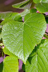 Foliage of large-leaf linder (Tilia platyphyllos).