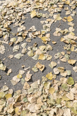 Dried leaves on the street
