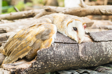 Owls on Halloween, Owl of death