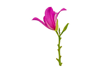 Closed up pink Bauhinia purpurea  flower or Butterfly Tree isolated on white background.Saved with clipping path.