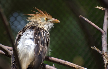 Guira cuckoo (Guira guira)