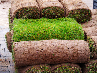 Carpet of turf - roll of sod - turf grass roll 
