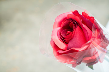 Obraz premium Bouquet of rose with copy space