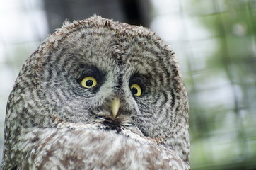 Great gray owl (Strix nebulosa)