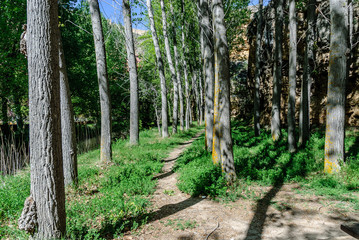 scenery of a forest and of the footpath that crosses it in the shore of the river guadalviar to its step along the town of Albarracin in the province of Teruel in Aragon, Spain