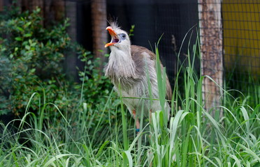 Red-legged seriema or crested cariama (Cariama cristata)