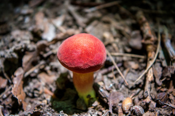 Photo of the red mushroom in a green forest