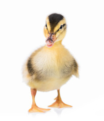 Cute little newborn duckling, isolated on a white background.  Portrait of newly hatched duck on a chicken farm.