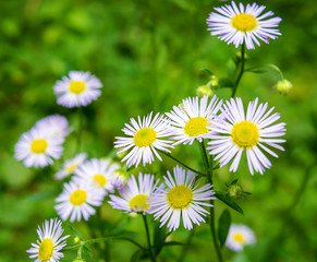 Photo of the daisies on green background