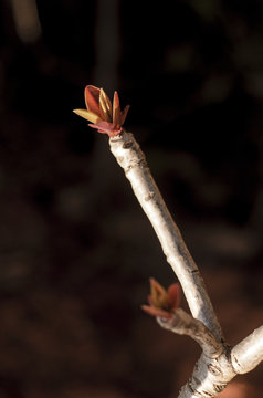 Primavera no cerrado brasileiro