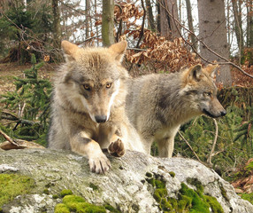 Wolf Augenkontakt