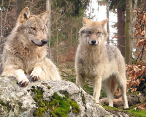 W&ouml;lfe schauen in die Kamera
