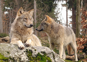 Wolfsbrüder im Tierpark