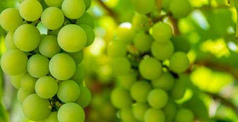 Photo of a branch of green vine grapes