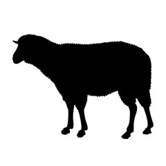 sheep vector illustration silhouette black