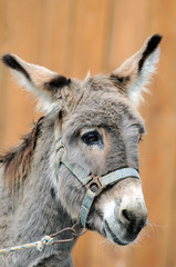 Portrait of a stupid donkey