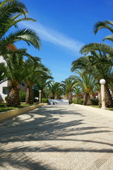 Naklejka na ściany i meble park with plants, with palm trees