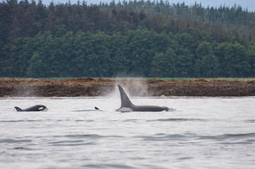 Orcas Pod - Juneau, AK
