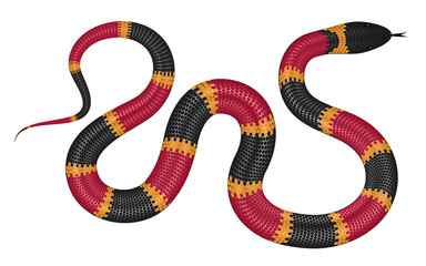 Obraz premium Ilustracja wektorowa węża koralowego na białym tle