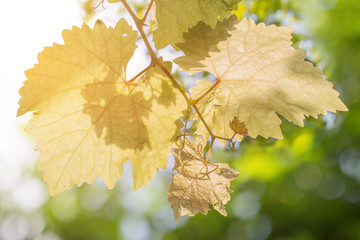 Sunrise and young grapes leaves