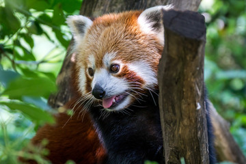 Der Namensgeber eines Internetbrowers - The namegiver of an inte