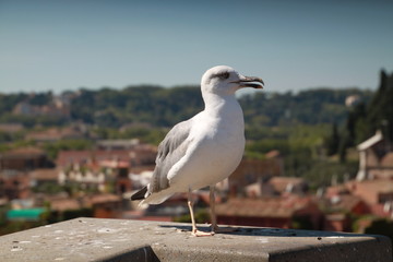Seagull in a city