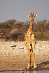 Giraffe am Wasserloch im Etosha-Nationalpark, Namibia