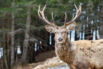 Deer on the forest background close up portrait