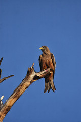 Ein Schwarzer Milan (Milvus migrans) sitz auf einem abgestorbenen Baum. Aufgenommen im Okavango Delta, Botswana.