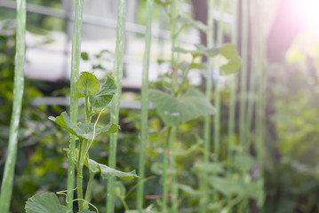 Cantaloupe melons growing in a greenhouse supported by string.