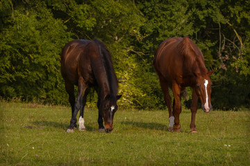 Fototapeta premium Pferde auf der Koppel