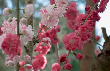 Blooming tree in light and dark pink flowers