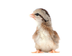 Cute striped Easter chick on white