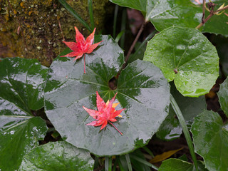 Maple and Lotus leafs