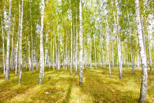 Fototapeta autumn forest