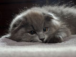 Gray kitten
