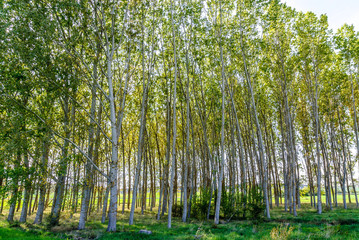 scenery of a forest of poplars in the province of Teruel in Aragon, Spain